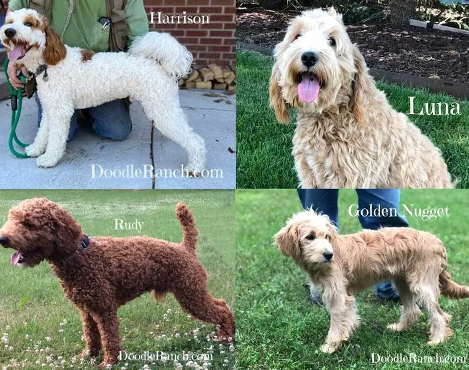 Four doodle dogs named harrison, luna, rudy, and golden nugget, each pictured individually.