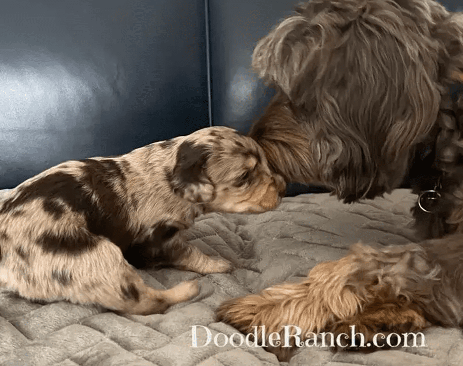 Two dogs, one a puppy and the other an adult, are nose-to-nose in a gentle interaction.
