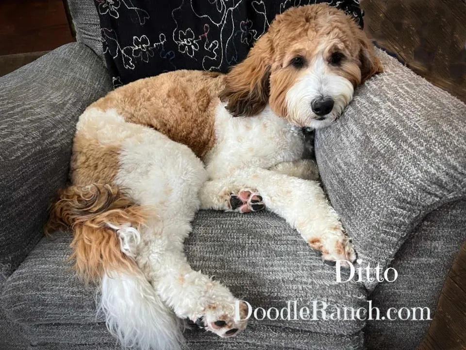 Standard Goldendoodle named Ditto