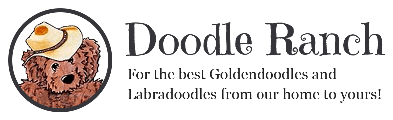 A logo featuring a cartoon doodle dog wearing a cowboy hat with the text "doodle ranch - for the best goldendoodles and labradoodles from our home to yours!.