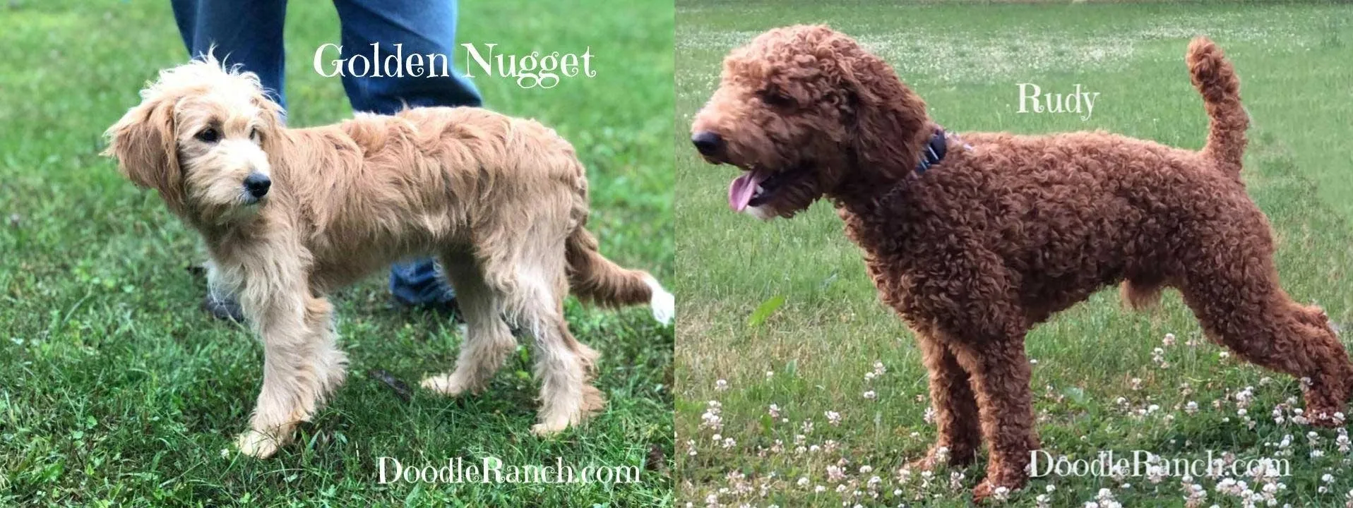 Two different doodle dogs standing on grass, named golden nugget and rudy, with their names and a website caption above them.