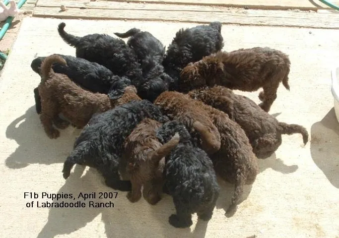 A group of labradoodle puppies huddled together on a wooden surface.