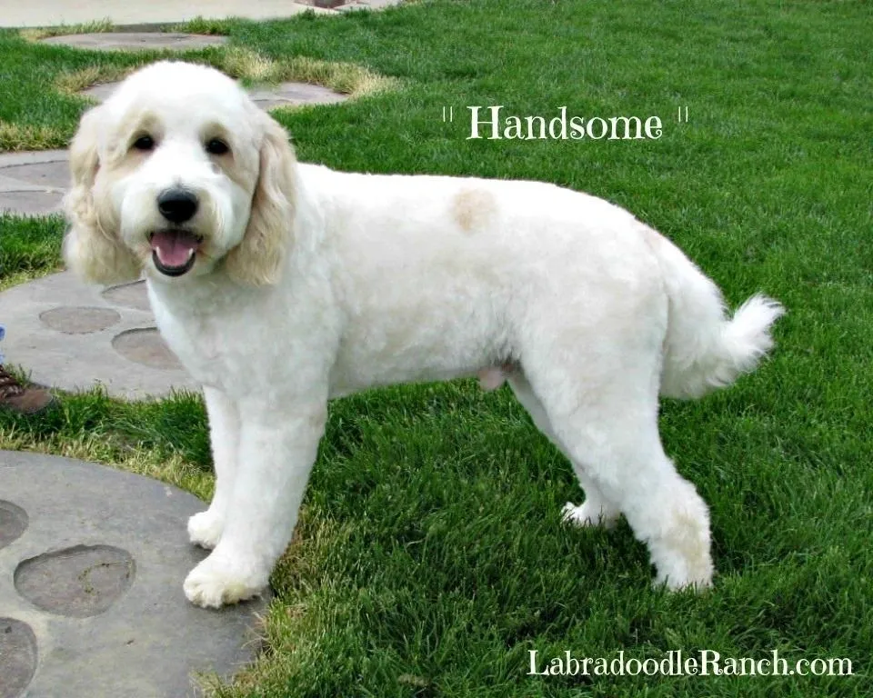 A well-groomed white labradoodle standing on grass with a caption that reads "handsome.
