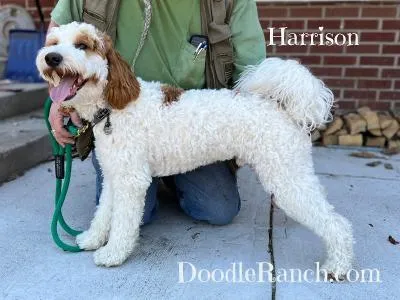 A fluffy white and brown dog on a leash standing next to a person with the name "harrison" and the website "doodleranch.com" overlayed on the image.
