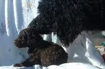 Adult dog standing next to a puppy on snow.