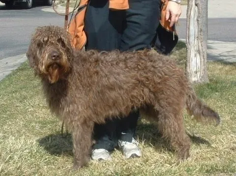 A brown curly-coated dog on a grassy area with a person standing behind it.