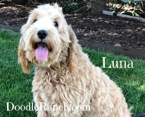 Medium Goldendoodle named luna with a panting tongue sitting on grass with "doodleranch.com" written on the bottom.