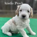 Luna's Medium Goldendoodle Puppy Amelia Peach