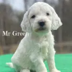 Luna's Medium Goldendoodle Puppy Mr Green