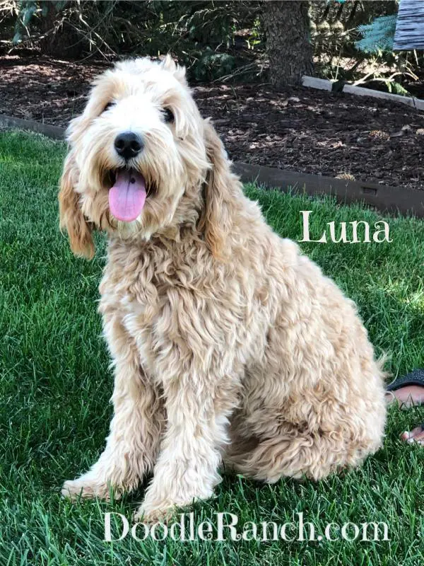 A caramel-colored doodle dog named luna sitting on the grass.