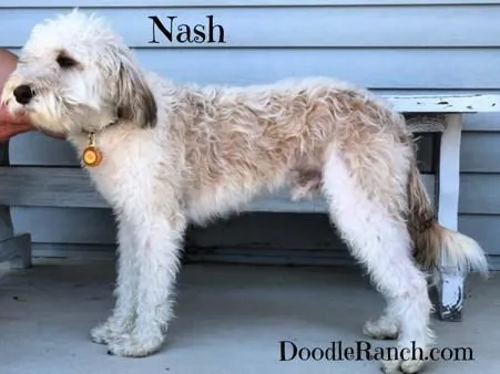 A white and light brown dog standing next to a bench with the name "nash" above it and the text "doodleranch.com" below.