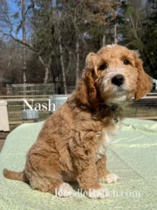 Nugget's Miniature Goldendoodle Puppy Nash