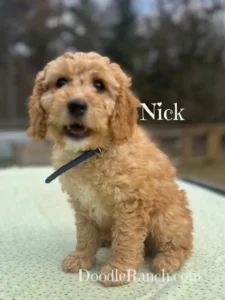 Nugget's Miniature Goldendoodle Puppy Nick