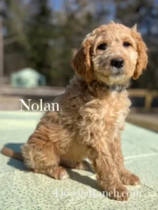 Nugget's Miniature Goldendoodle Puppy Nolan