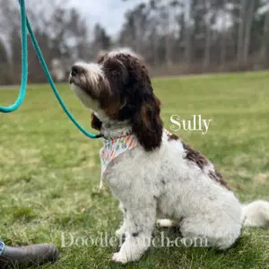 Miniature Australian Labradoodle Sully Sitting Obediently on a leash