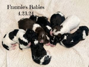 Standard Labradoodle Puppies 1 Day old