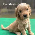 Luna's Medium Goldendoodle Puppy Col Mustard