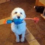 Small white dog holding a blue toy in its mouth inside a room.