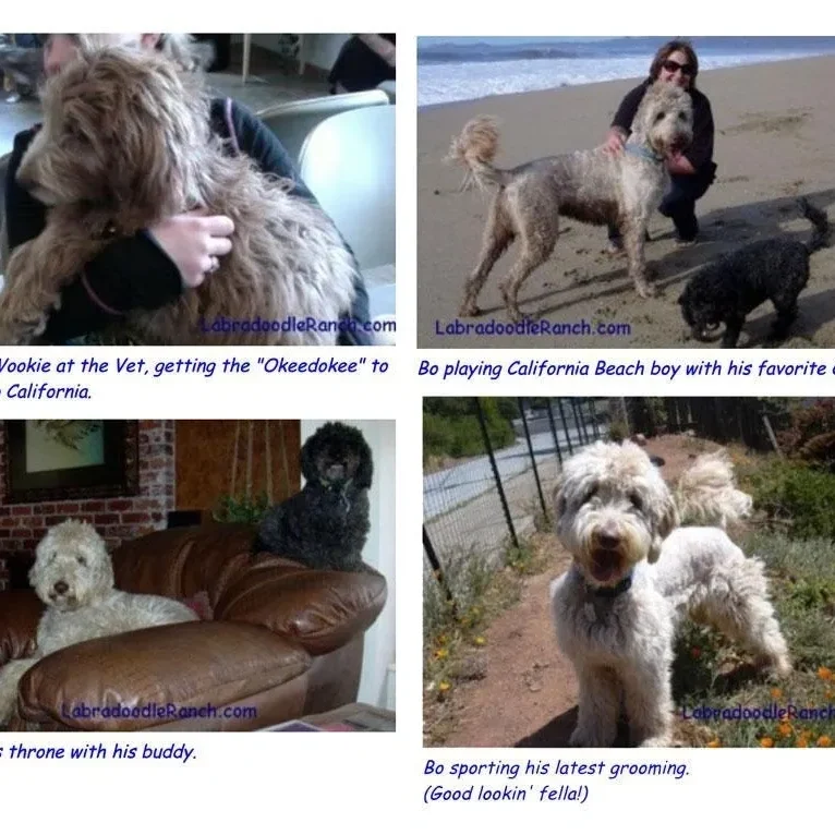 Collage of four photos showing a labradoodle in various settings: at the vet, on a beach, sitting on a couch, and standing outdoors.