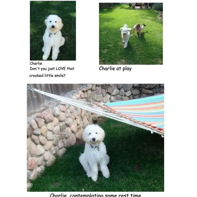 A collage of three photos showing a white dog named charlie engaging in various activities: posing with a tilted head, playing outside, and sitting near a hammock.