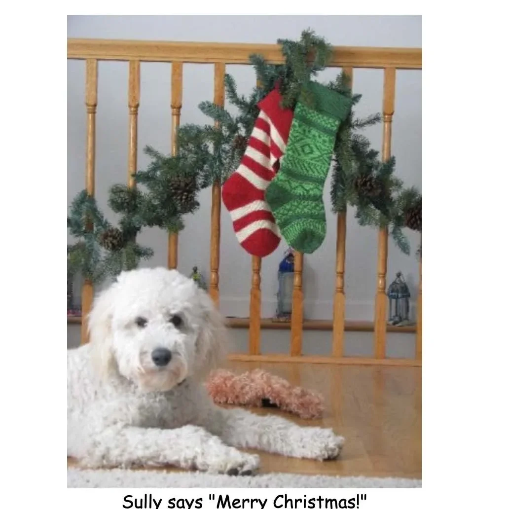 A Goldendoodle named Sully lying beside a chew toy with christmas stockings hanging on a railing in the background.