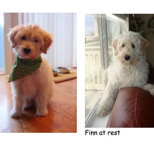 Two images of the same dog named finn: on the left as a young puppy with a green bandana, and on the right as an older dog relaxing on a couch.
