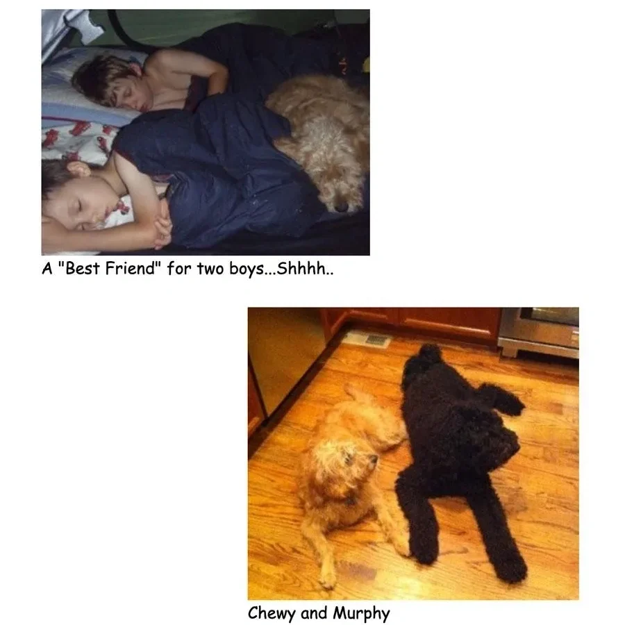 Two images: the top shows two boys sleeping with a light-colored dog, and the bottom captures the same dog alongside a dark-colored dog, casting distinct shadows on the floor.
