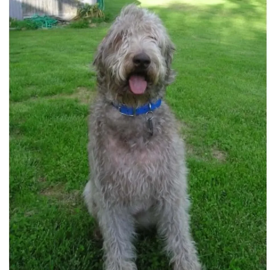 A standard Labradoodle named Parker sitting on a grassy lawn.